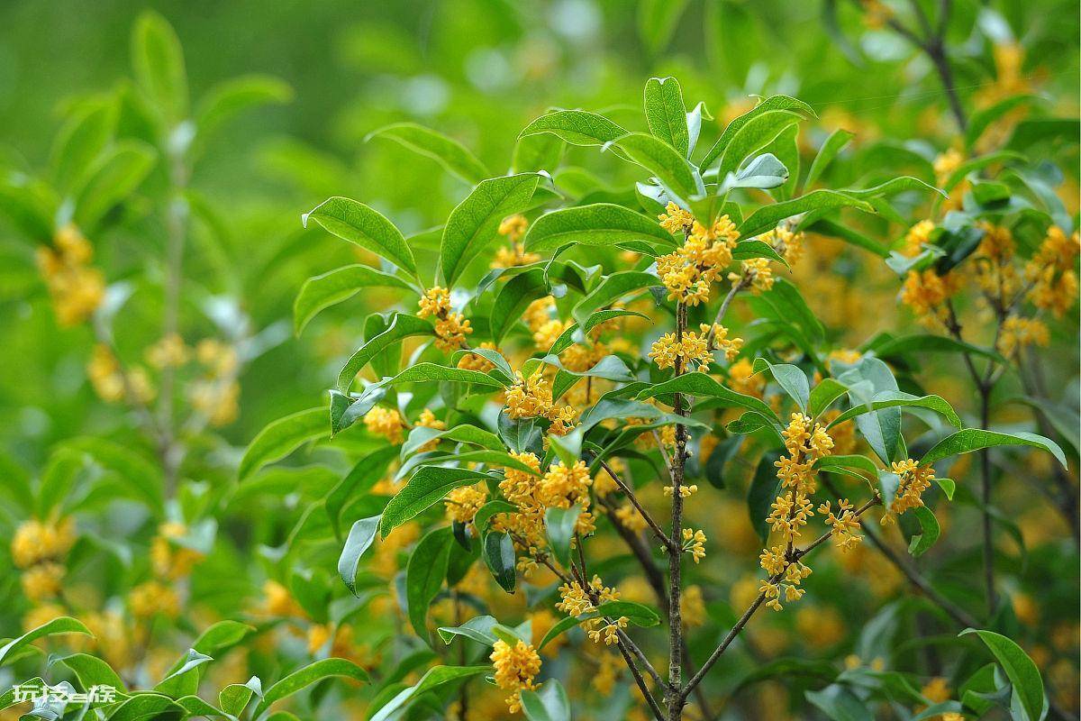 桂花树不开花是什么原因(桂花树开花又多又香的方法)-图片3